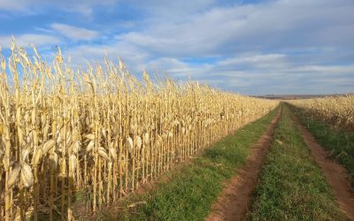 NORTH EASTERN CAPE HIGH YEILDING MAIZE FARMS  WITH GREAT DAIRY POTENTIAL FOR SALE